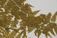 熱帶鱗蓋蕨藏品圖，第4張