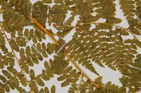 熱帶鱗蓋蕨藏品圖，第5張