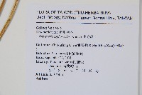 小毛蕨藏品圖，第2張