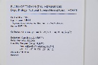 臺灣木賊藏品圖，第2張