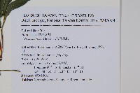 二形鳳尾蕨藏品圖，第2張