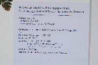 翅柄鳳尾蕨藏品圖，第2張