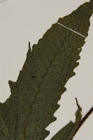 三叉蕨藏品圖，第3張