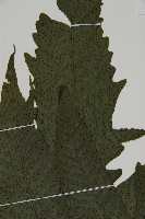 三叉蕨藏品圖，第4張