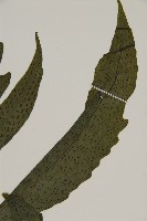 三叉蕨藏品圖，第7張