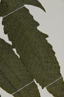 三叉蕨藏品圖，第9張