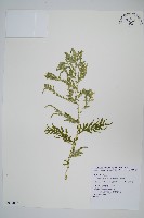 全緣卷柏藏品圖，第1張