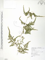 海金沙藏品圖，第1張