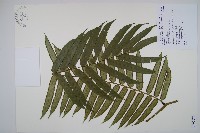 觀音座蓮藏品圖，第1張