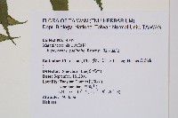 觀音座蓮藏品圖，第2張