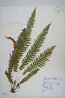 翅軸假金星蕨、短柄卵果蕨藏品圖，第1張