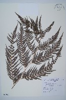 臺灣金狗毛蕨藏品圖，第1張