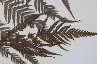 臺灣金狗毛蕨藏品圖，第3張