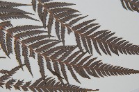 臺灣金狗毛蕨藏品圖，第4張