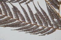 臺灣金狗毛蕨藏品圖，第5張