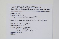 全緣卷柏藏品圖，第2張