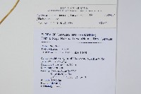 密毛毛蕨藏品圖，第2張