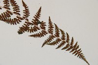 逆葉蹄蓋蕨、逆羽蹄蓋蕨藏品圖，第6張