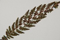 逆葉蹄蓋蕨、逆羽蹄蓋蕨藏品圖，第7張