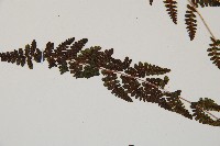 逆葉蹄蓋蕨、逆羽蹄蓋蕨藏品圖，第8張