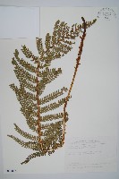 尖葉耳蕨藏品圖，第1張