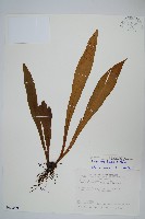 台灣劍蕨藏品圖，第1張