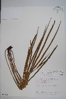 書帶蕨藏品圖，第1張