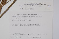 書帶蕨藏品圖，第2張