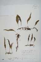 骨牌蕨藏品圖，第1張