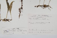 骨牌蕨藏品圖，第2張