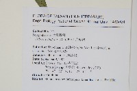 大線蕨藏品圖，第2張