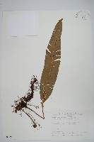 扇蕨藏品圖，第1張