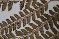 斜方複葉耳蕨藏品圖，第5張