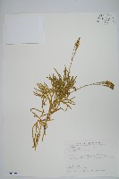 地刷子藏品圖，第1張