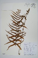 密腺小毛蕨藏品圖，第1張