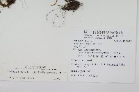 細葉碎米蕨藏品圖，第2張