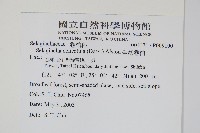 全緣卷柏藏品圖，第2張