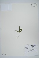 三葉茀蕨藏品圖，第1張
