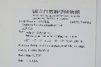 三葉茀蕨藏品圖，第2張
