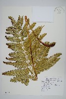 傅氏鳳尾蕨藏品圖，第1張