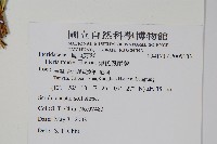 傅氏鳳尾蕨藏品圖，第2張