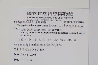 翅軸假金星蕨、短柄卵果蕨藏品圖，第2張