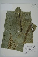 南洋山蘇花藏品圖，第1張