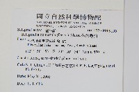 全緣卷柏藏品圖，第2張