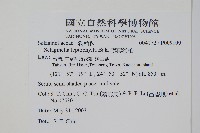 膜葉卷柏藏品圖，第2張