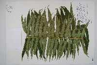 蘭嶼觀音座蓮藏品圖，第1張