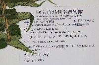 蘭嶼觀音座蓮藏品圖，第2張