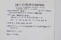 熱帶鱗蓋蕨藏品圖，第2張