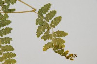 熱帶鱗蓋蕨藏品圖，第3張