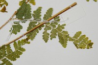 熱帶鱗蓋蕨藏品圖，第4張